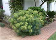 Euphorbia characias