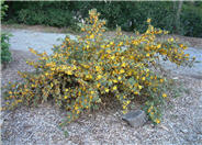 Fremontodendron 'Ken Taylor'