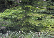 Cedrus libani