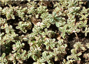 Sedum spurium 'Tricolor'