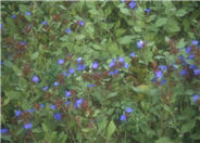 Ceratostigma plumbaginoides