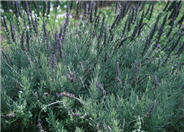 Lavandula 'Goodwin Creek Gray'