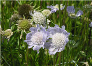 Scabiosa caucasica