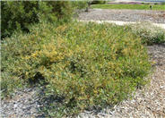 Acacia redolens