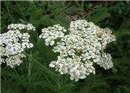 Achillea millefolium