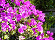 Bougainvillea cultivars