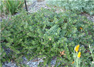 Arctostaphylos uva-ursi 'Point Reyes'