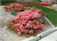 Bougainvillea 'Rosenka'