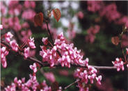 Cercis canadensis