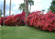 Bougainvillea 'Barbara Karst'