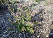 Calliandra eriophylla