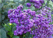 Heliotropium arborescens 'Black Beauty'