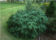 Chamaecyparis lawsoniana 'Nidiformis'