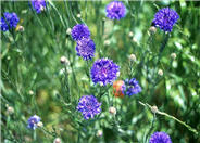 Centaurea cyanus