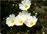 Cistus salviifolius