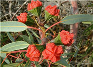 Eucalyptus erythrocorys