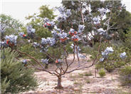 Eucalyptus macrocarpa