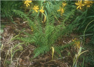 Athyrium filix-femina