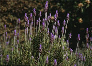 Lavandula dentata