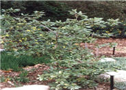 Lithocarpus densiflorus