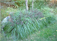 Pennisetum alopecuroides 'Moudry'