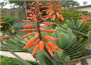 Aloe plicatilis