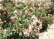 Nerium oleander 'Petite Salmon'