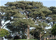 Pinus torreyana