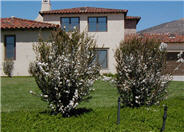 Leptospermum scoparium 'Album Flore Plen