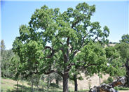 Quercus lobata