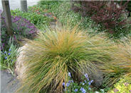 Stipa arundinacea