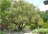 Rhus lancea