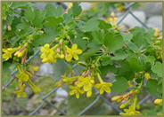 Ribes aureum