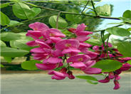 Robinia X ambigua 'Idahoensis'