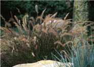 Pennisetum 'Eaton Canyon'