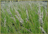 Sesleria autumnalis