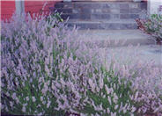 Lavandula X intermedia 'Provence'