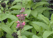 Salvia spathacea