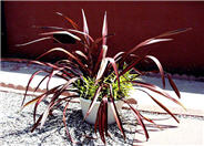 Phormium 'Dazzler'