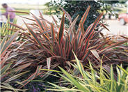 Phormium 'Pink Stripe'