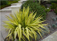 Phormium 'Yellow Wave'