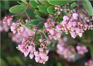 Arctostaphylos bakeri 'Louis Edmunds'