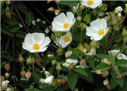 Cistus X hybridus