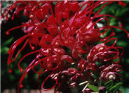 Grevillea 'Canberra Gem'