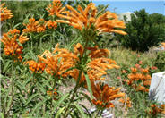 Leonotis leonorus