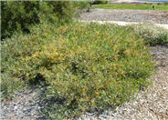 Acacia redolens 'Prostrata'