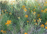 Erysimum allionii