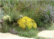 Bidens ferulifolia 'Goldmarie'