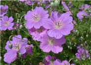 Geranium incanum