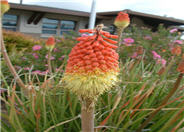 Kniphofia uvaria